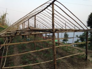 paudel02-dev-prasad-and-tara-prasads-new-greenhouses-2